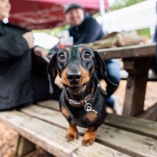 Feel free to bring your furry friends, but don't forget to buy them a ticket!