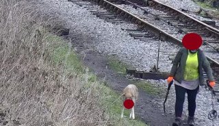 A lady and her dog trespass along the railway