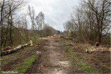March Update - Trees Felled Footpath Construction Starts